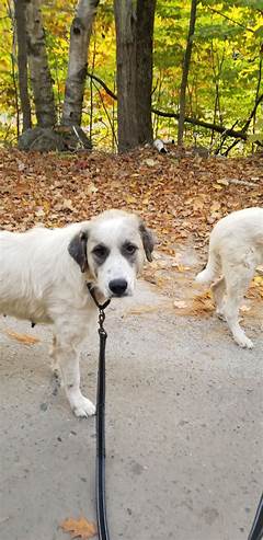 Share The Love And Open Your Heart Free Pets Eager For A New Home In New Hampshire