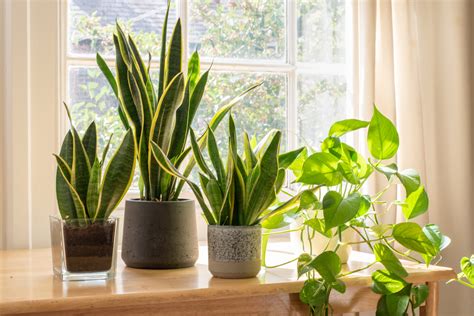 10 Plantas De Interior Que No Requieren Mucho Cuidado Perfectas Para