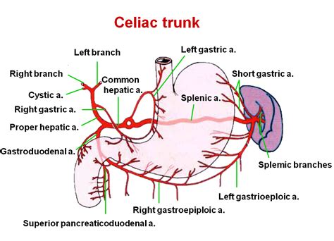 Celiac Trunk Branches Diagram Arteries Anatomy Abdominal Aorta Celiac Artery