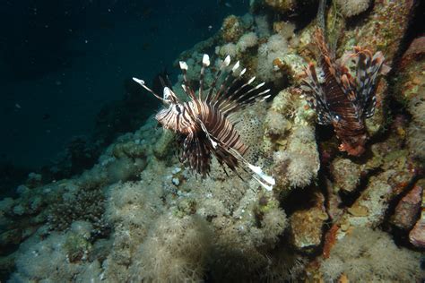 Free Images Diving Underwater Fauna Lionfish Coral Reef Danger