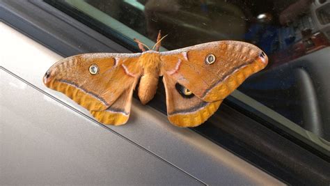 A Big Beautiful Fuzzy Orange Moth In Texas At Least 4 Inch Wingspan Looks Cuddly But What Is