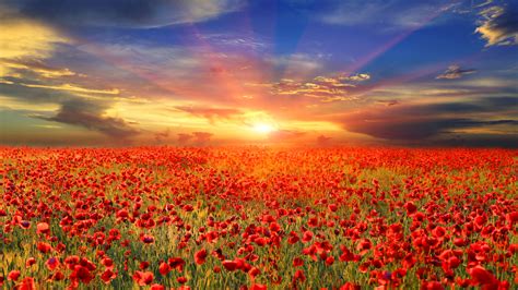 Wallpaper Red Poppy Flowers Field Sunrise 3840x2160 Uhd