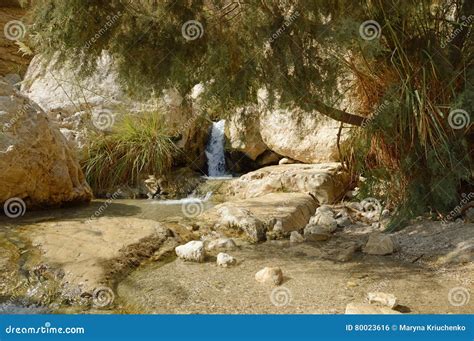 Waterfall In The Rocks Of Ein Gedi Dead Sea Stock Photo Image Of