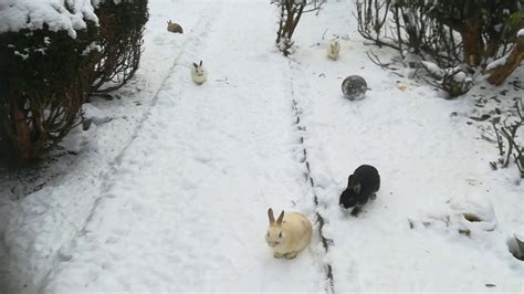 Eve n rabbies enjoy sich of coming back of snow méème les lapins sont