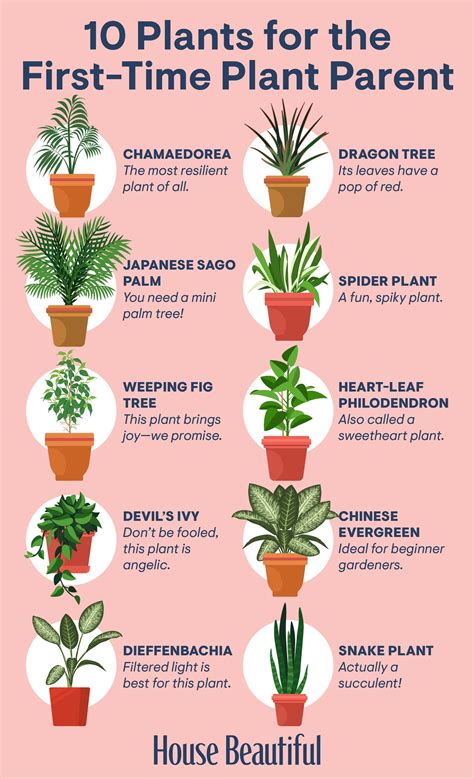 Easy Garden Plants For Beginners