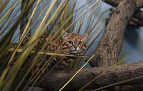 Tiny Black Footed Cat Now On Exhibit At Prospect Park Zoo