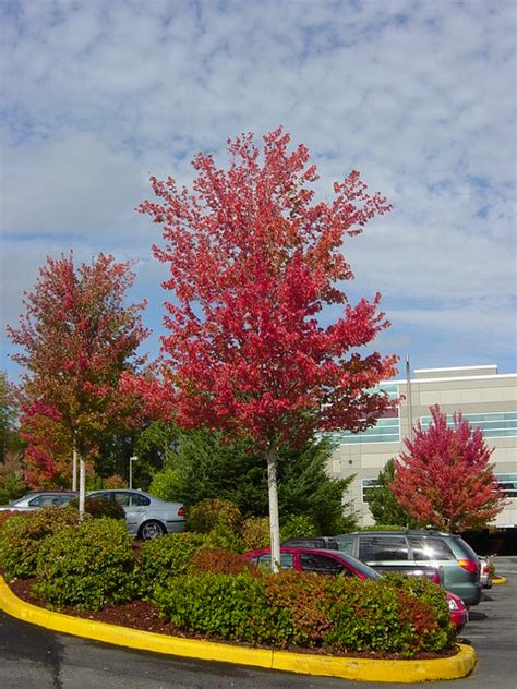 Acer Rubrum Red Sunsetfallgroup Red Sunset Red Maple By Wbla