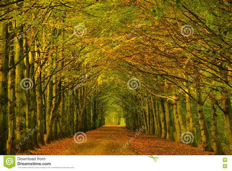 Tree Tunnel In A Forest In Autumn Stock Image Image Of Season