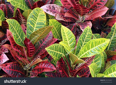 Colorful Garden Crotons Leaves Codiaeum Variegatum Stock Photo