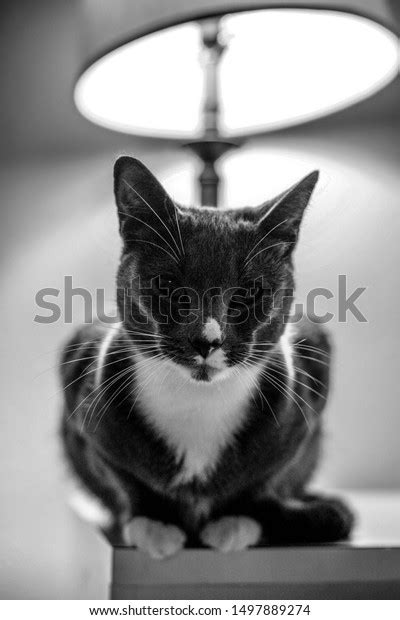 Black White Tuxedo Cat Looks Serious Stock Photo 1497889274 Shutterstock