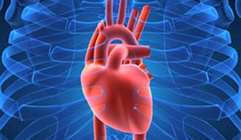 Human Heart Anatomy Function And Facts Live Science