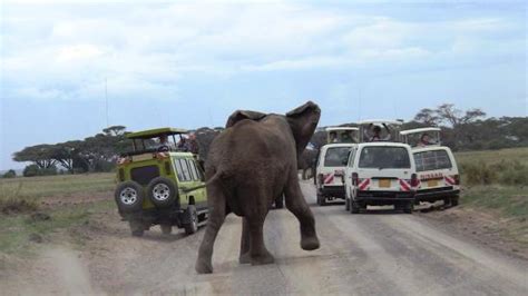 African Memorable Safaris Mombasa Kenya Top Tips Before You Go