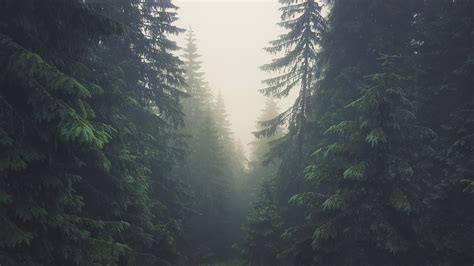 Wallpaper 3840x2160 Px Forest Mist Pine Trees