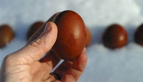 black copper maran eggs per year