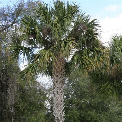 Top 10 Palm Trees In Florida All About Palm Trees