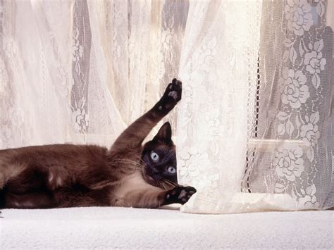 Wallpaper Whiskers Kitten Playful Vertebrate Cat Like Mammal