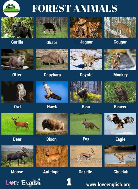 Forest Animals Names In English Up Forever
