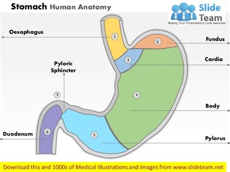 Stomach Human Anatomy Medical Images For Power Point