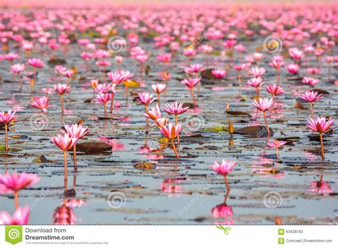 Sea Of Pink Lotus Nonghan Udonthani Thailand Stock Image Image Of