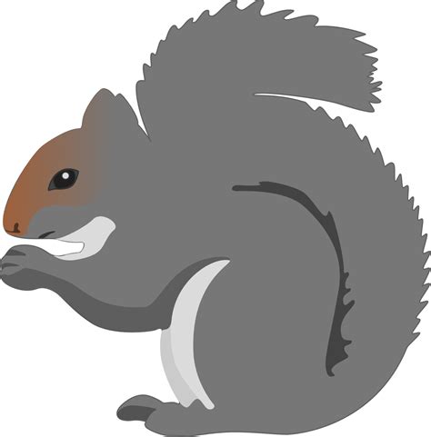 Eastern Gray Squirrel Clipart 20 Free Cliparts Download Images On