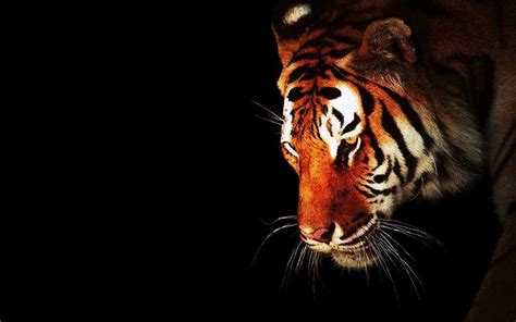 Bengal Tiger Wallpaper Widescreen