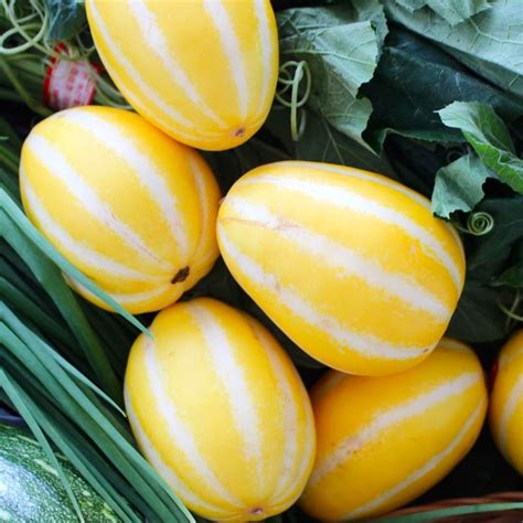 Now is the time to pick fruit off your barrel cactus local news. Parmay Lal | Frutas brasileiras, Frutas, Botânica