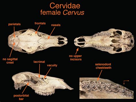Adw Cervidae