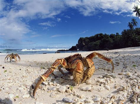 #5 best value of 9 places to stay in christmas island. Christmas Island - Travel Info