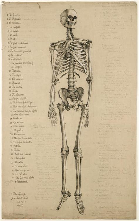 Anatomical Drawing Of A Human Skeleton England 1840 Science Museum