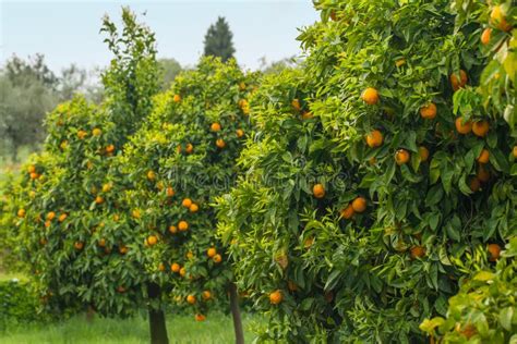 Orange Trees In Orchard Stock Photo Image Of Exotic 54198564