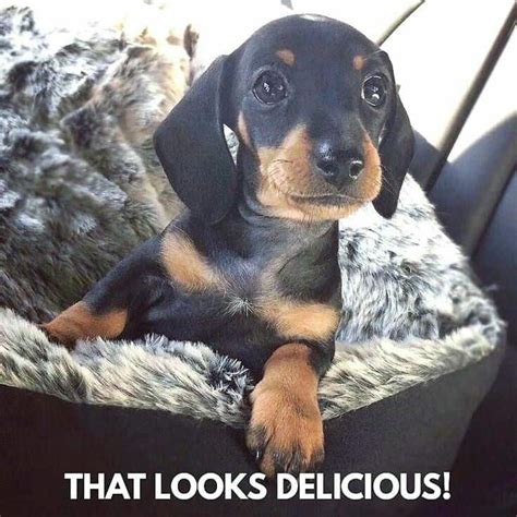 50 Funniest Beagle Memes Memegodcertified Doggypedia