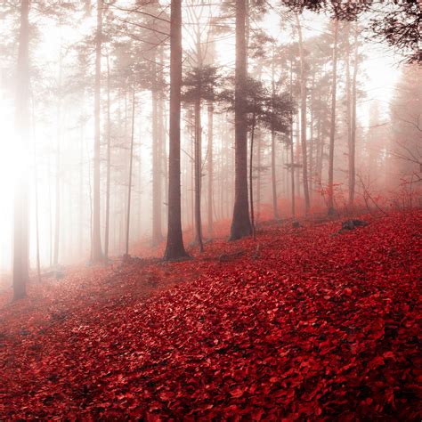 Download Wallpaper 2780x2780 Forest Fog Autumn Foliage Trees