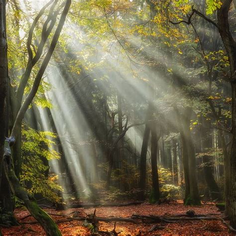 Sunbeams In A Forest Forest Light Landscape Features Forest