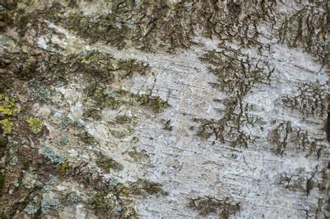 Tree Bark Texture On A White Birch Tree Stock Photo Image Of Birch