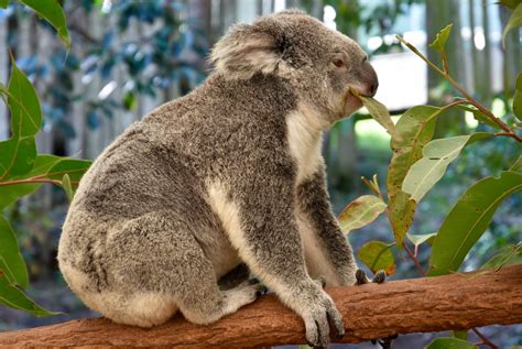 Lone Pine Koala Sanctuary Brisbane QLD Wattie Flickr