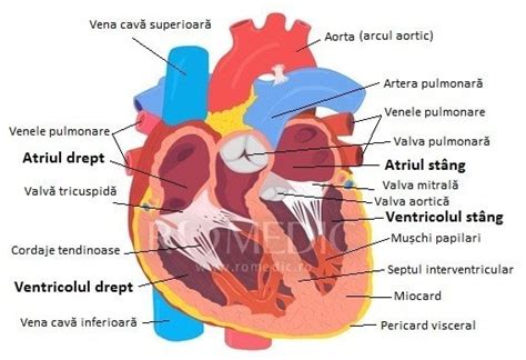 Inima Corpul Uman