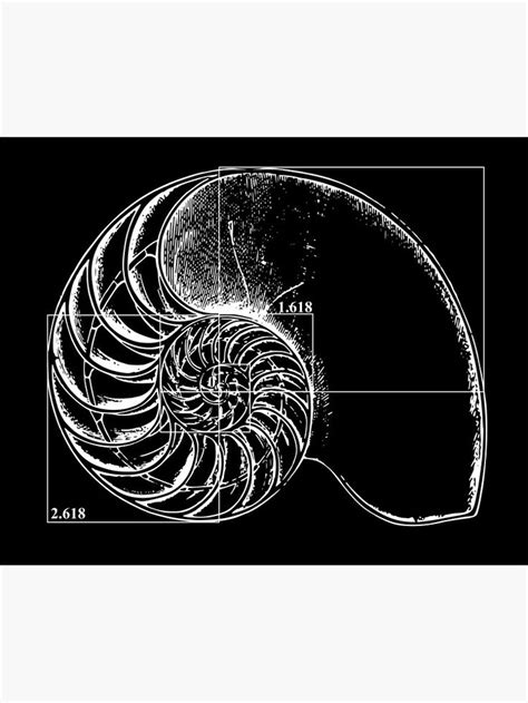 Fibonacci On A Nautilus Shell Photographic Print For Sale By Funmaths