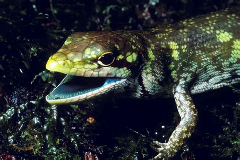 Evolution Gone Weird Lizards In New Guinea Bleed Lime Green Cbs News