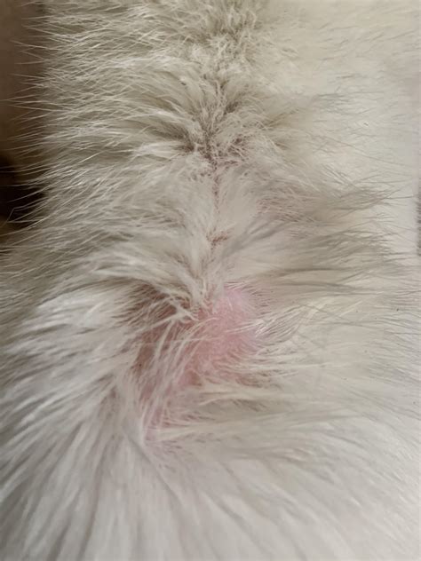 My Cat Has A Bald Spot On His Neck That Has Some Black Dots In It What