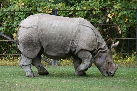 Fileindian Rhino Rhinoceros Unicornis1 Relic38