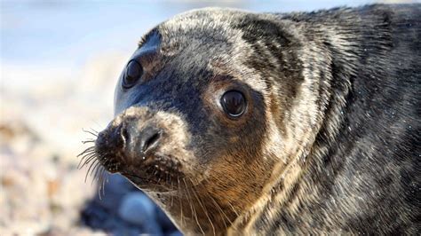 Adorable Trio Of Seal Pups Released Back Into Wild Off Welsh Coast