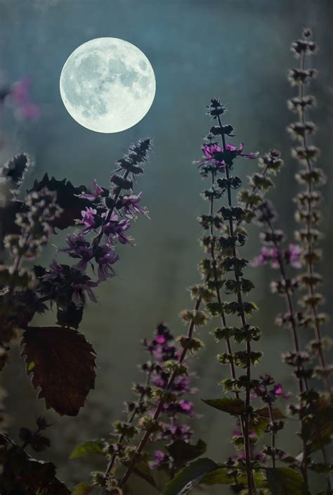 Free Images Moon Flowers Basil Evening Moonlight Night Spice