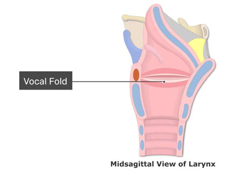 Diagram Of Vocal Cords