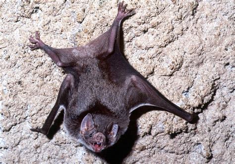 Desmodus Rotundus Common Vampire Bat Vampire Bat Bat Species