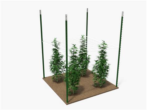 How To Use T Posts For Cannabis Trellising Franklin Industries