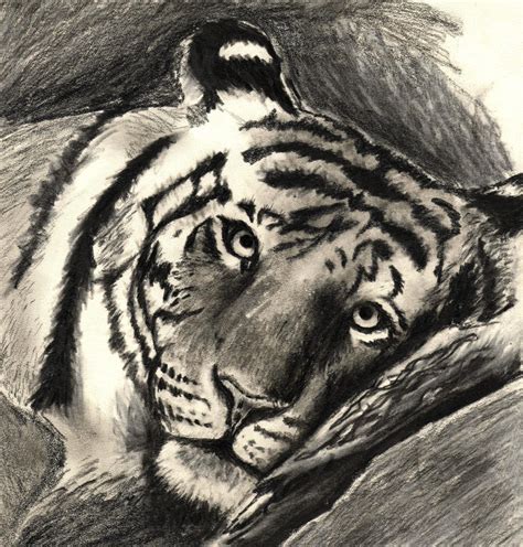 Tiger Drawing By Artmkc On Deviantart