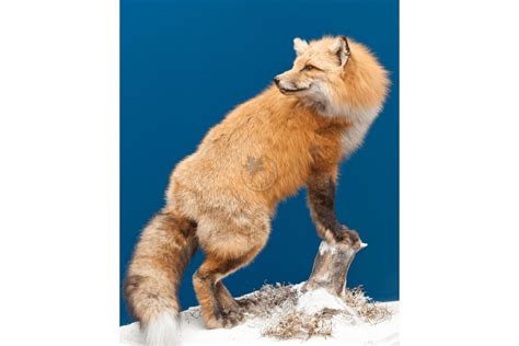 Red Fox Wildlife Mounts Furcanada