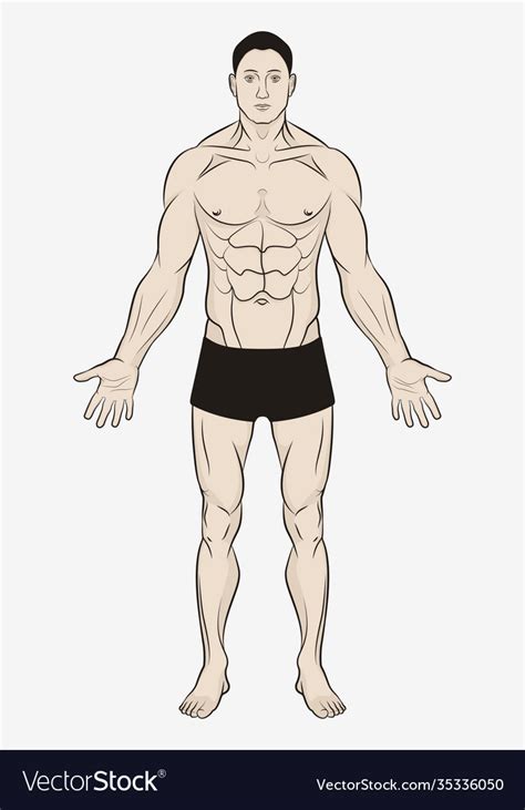 Male Body For Human Anatomy Poster Simple Drawing Vector Image