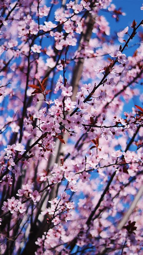 Cherry Blossom Spring Flowers 4k
