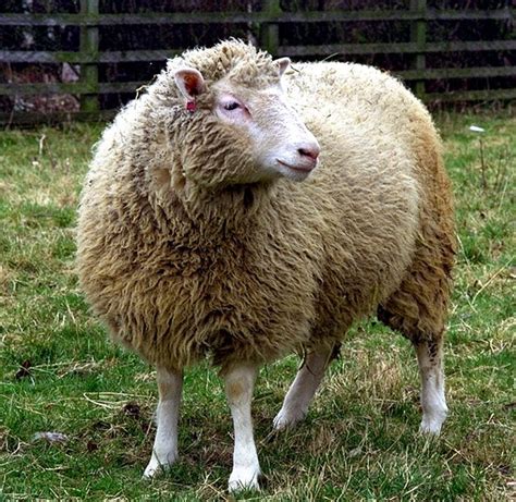 Pin By Lily Of The Valla On All Creatures Great And Small Sheep